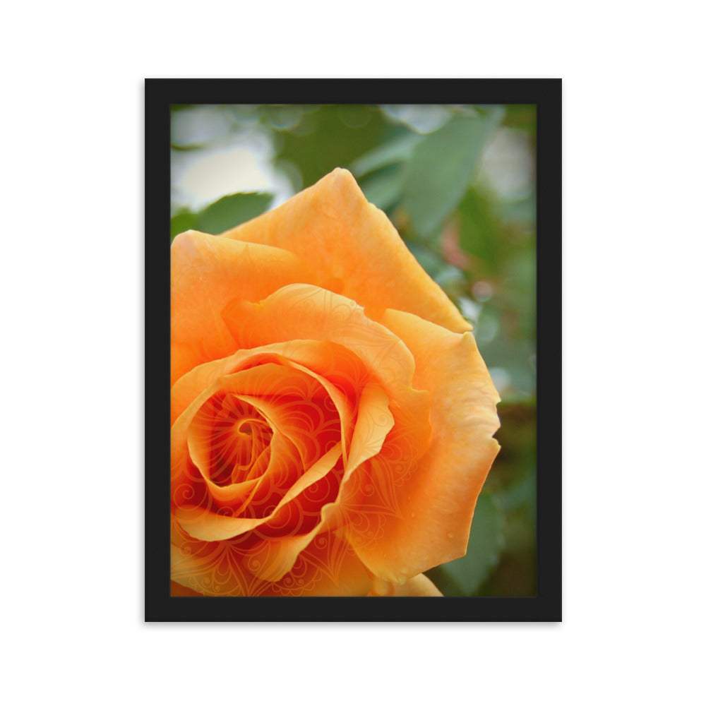 Orange Rose Mandala Framed Matte Paper Poster