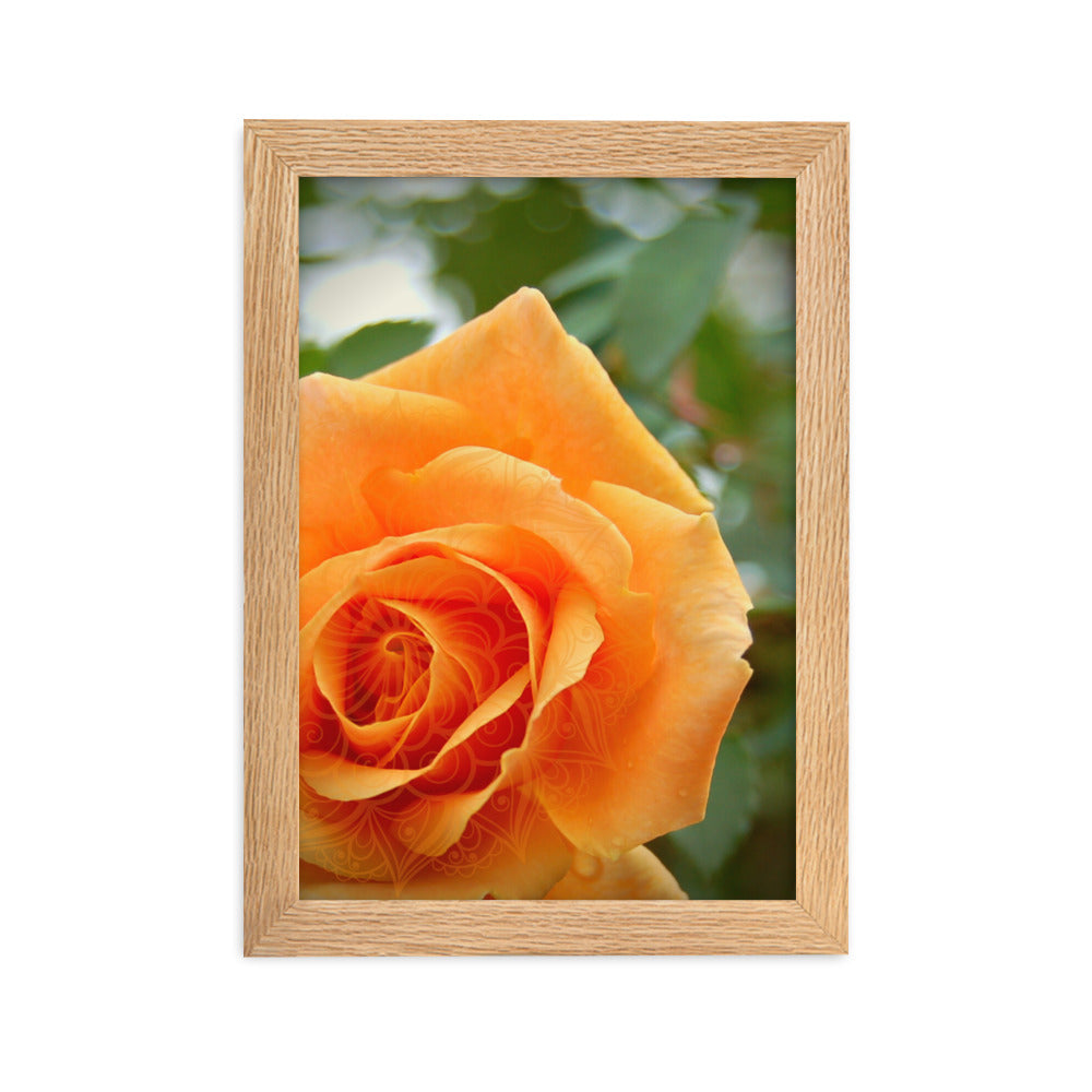 Orange Rose Mandala Framed Matte Paper Poster