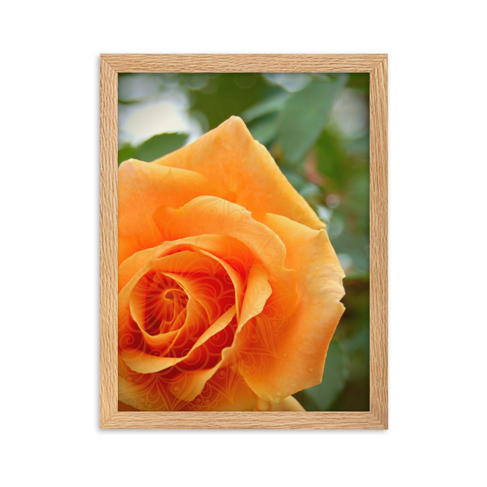 Orange Rose Mandala Framed Matte Paper Poster