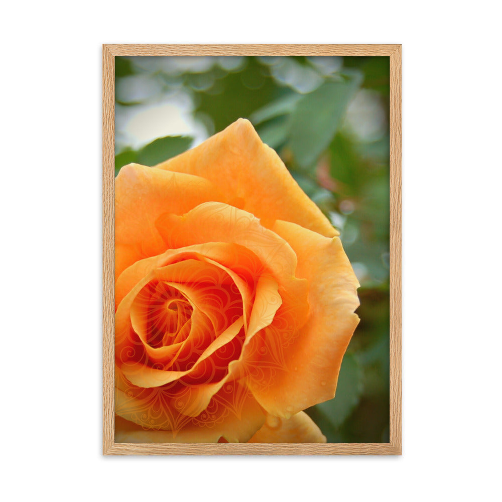 Orange Rose Mandala Framed Matte Paper Poster