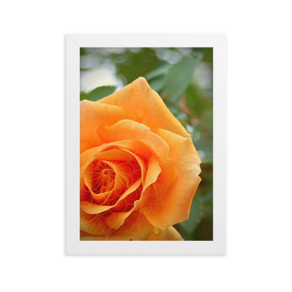 Orange Rose Mandala Framed Matte Paper Poster