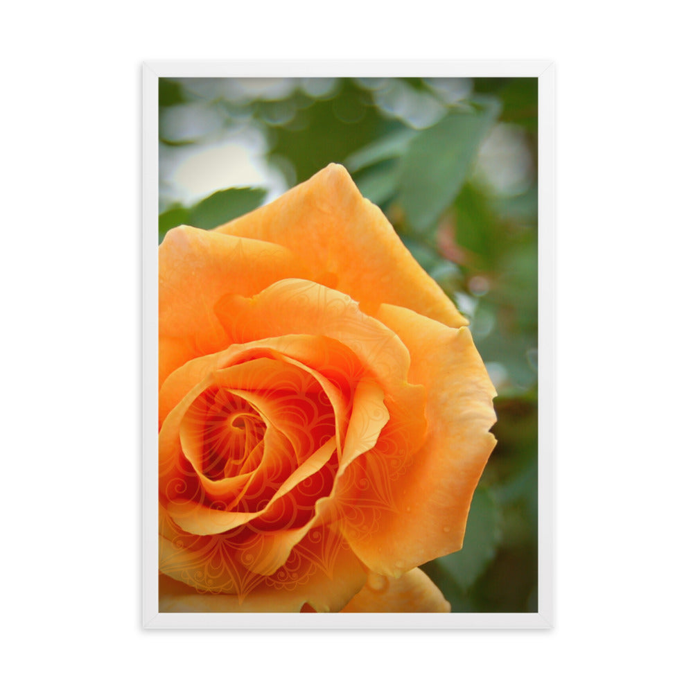 Orange Rose Mandala Framed Matte Paper Poster