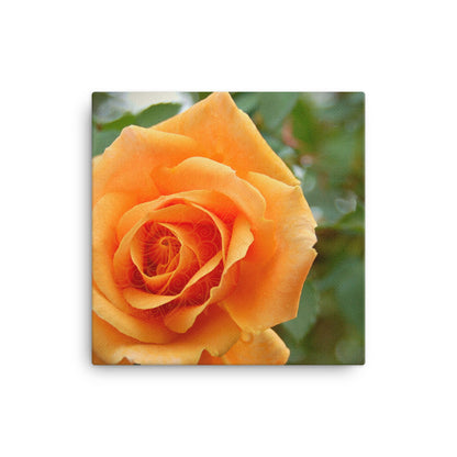 Orange Rose Mandala Canvas Print Square