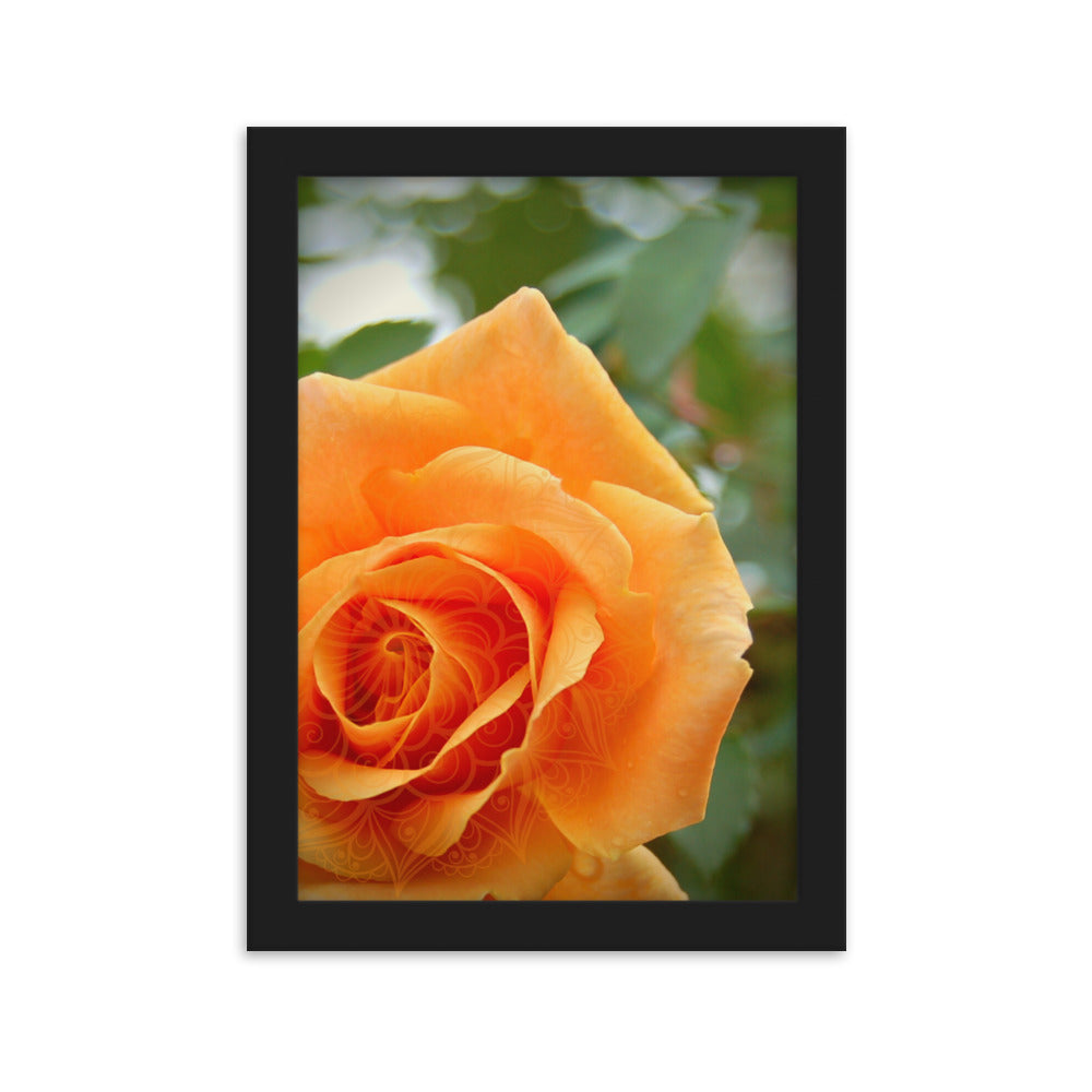 Orange Rose Mandala Framed Matte Paper Poster