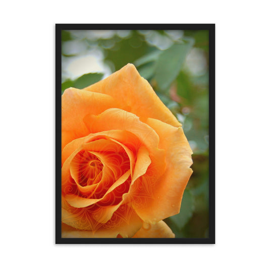 Orange Rose Mandala Framed Matte Paper Poster